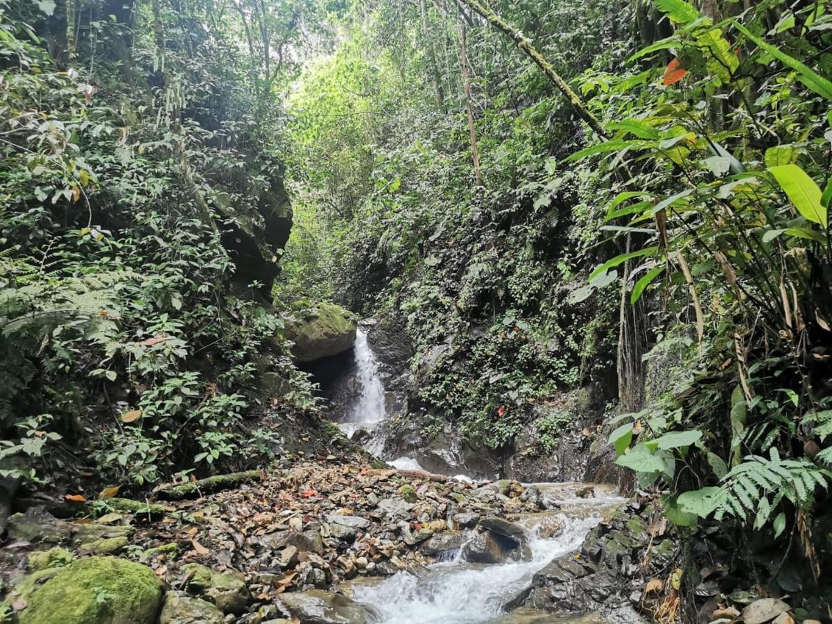 Finca Tradicional El Otono Pijao Exteriör bild