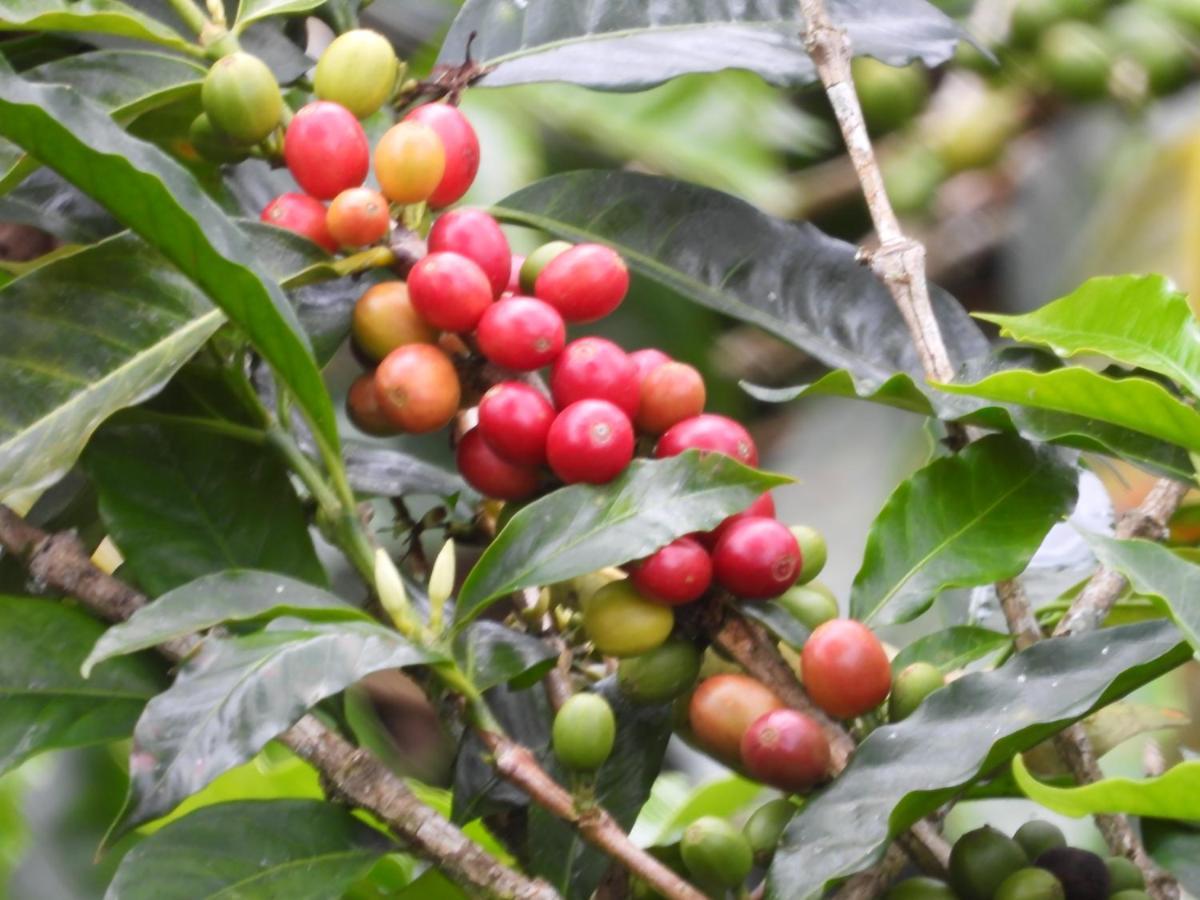 Finca Tradicional El Otono Pijao Exteriör bild