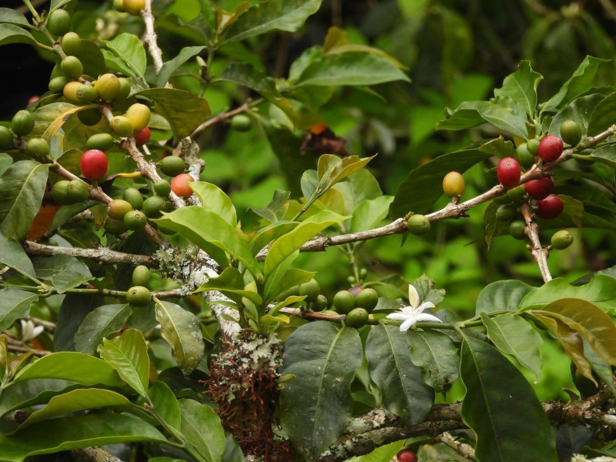 Finca Tradicional El Otono Pijao Exteriör bild