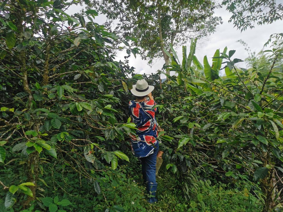 Finca Tradicional El Otono Pijao Exteriör bild